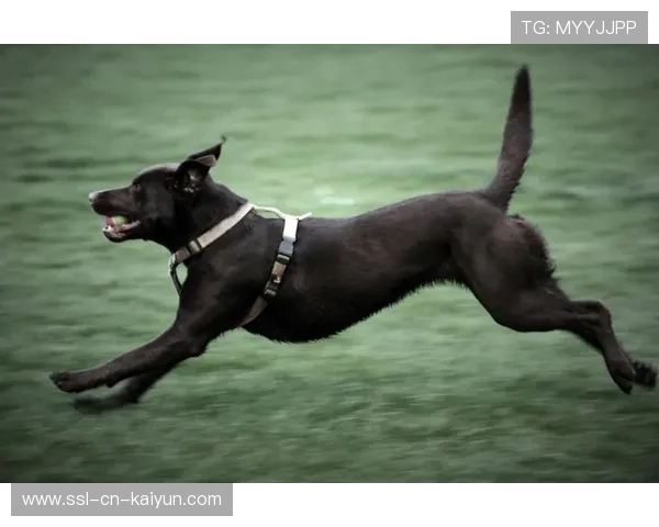 哈兰德训练中与狗狗赛跑，画面太治愈